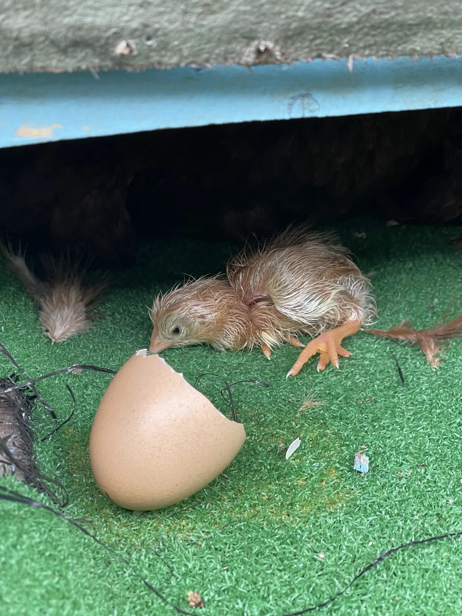 Our First Hatchling 🎉🎊