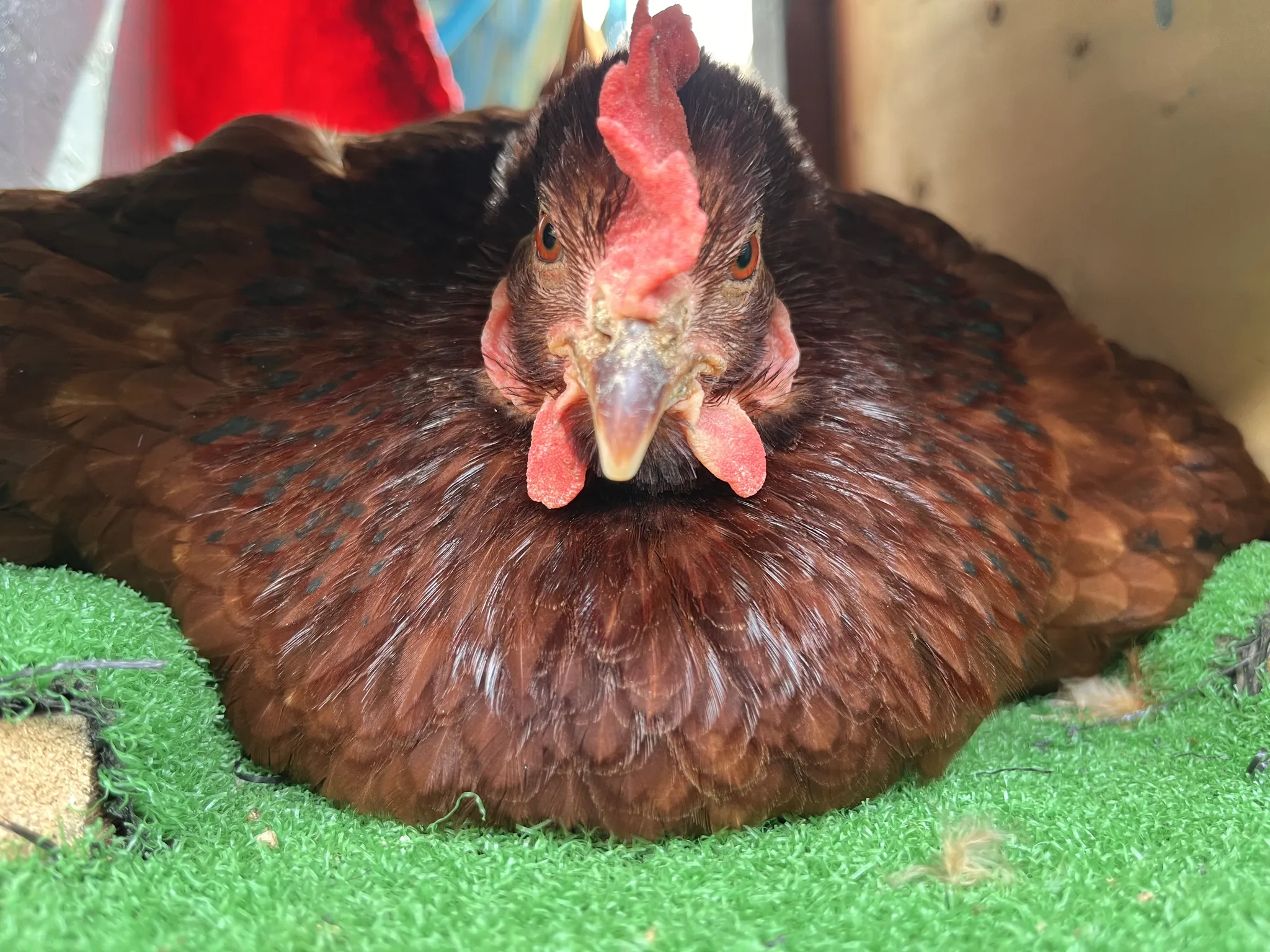 A Broody Hen in the House